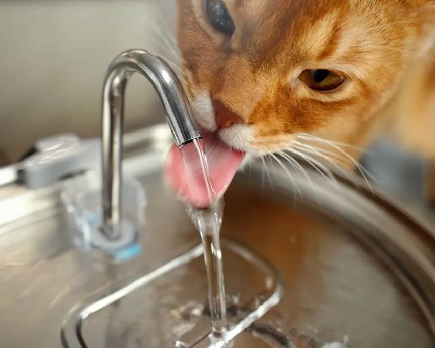 Extrem leiser Edelstahl-Trinkbrunnen für Haustiere mit Dreifachfiltersystem – 108,2 oz Fassungsvermögen für Katzen und Hunde