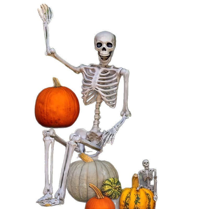 Anatomisches Schädelmodell