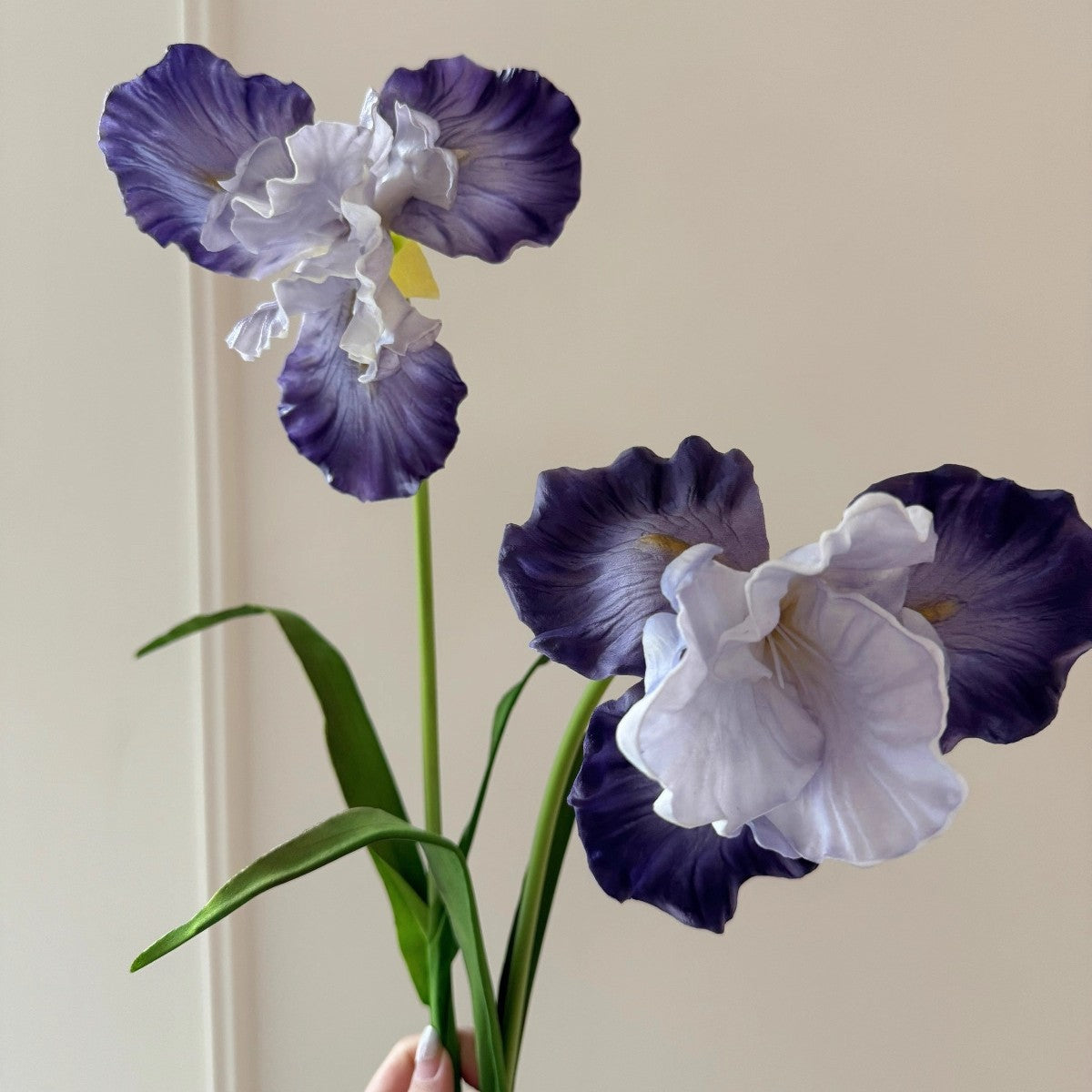 Dekorativer Iris-Blumenstiel