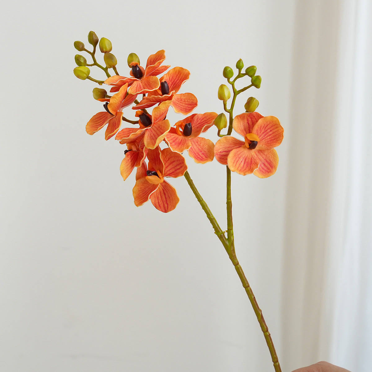 Elegante Orchideen-Stängel Brehn