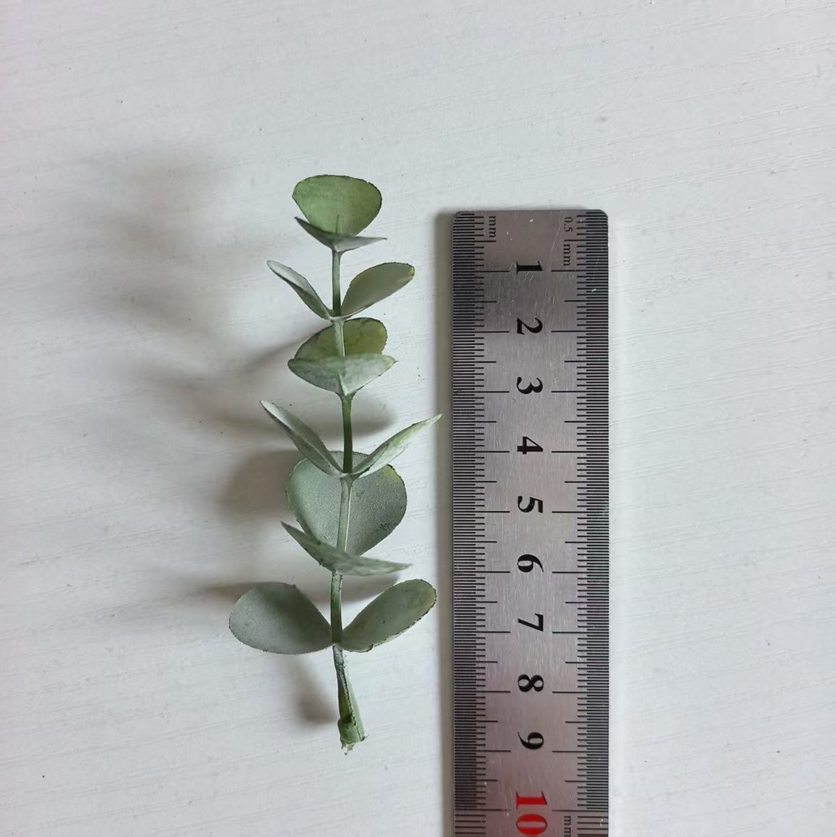 Dekorativer Eukalyptus