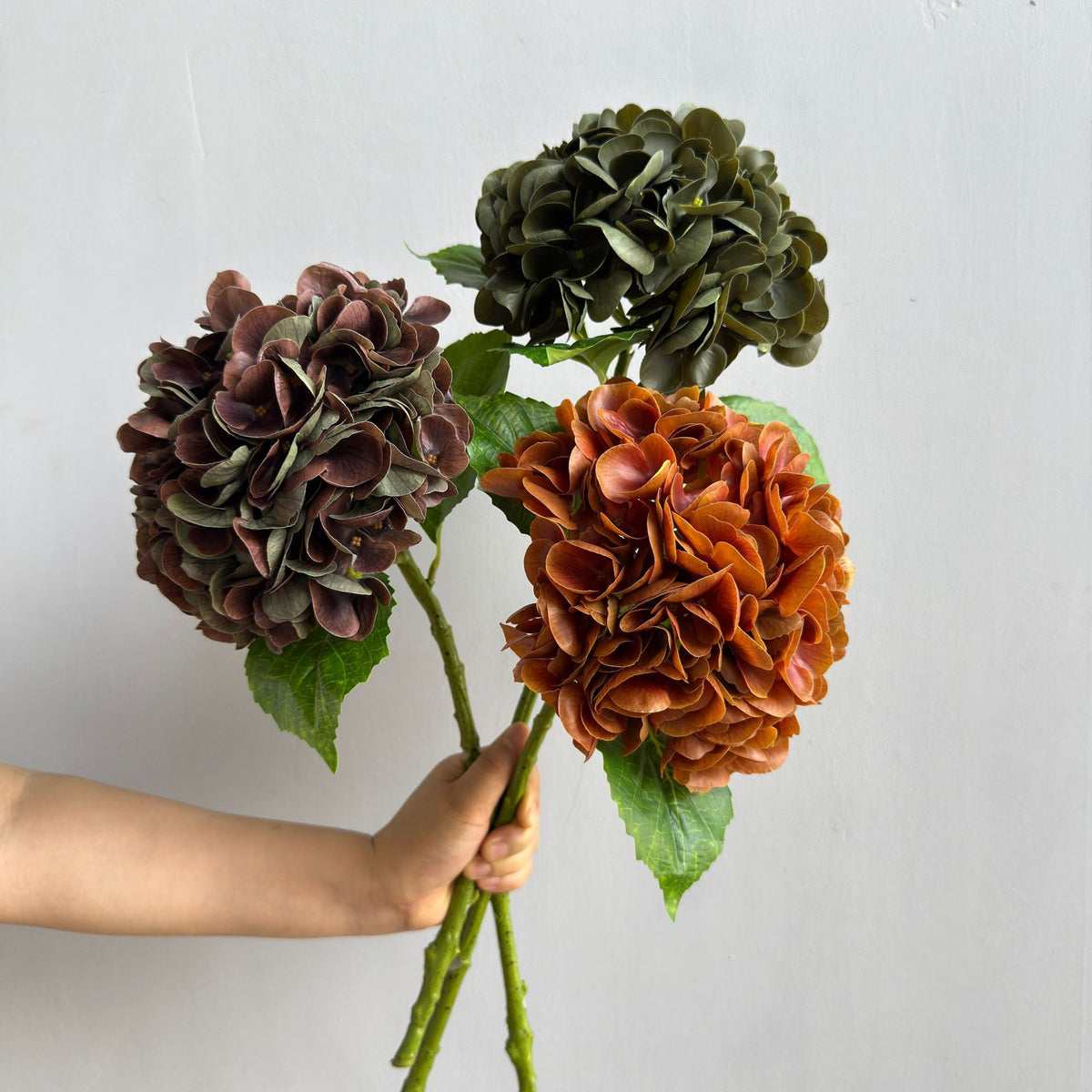 Hortensie Dekorativstiel