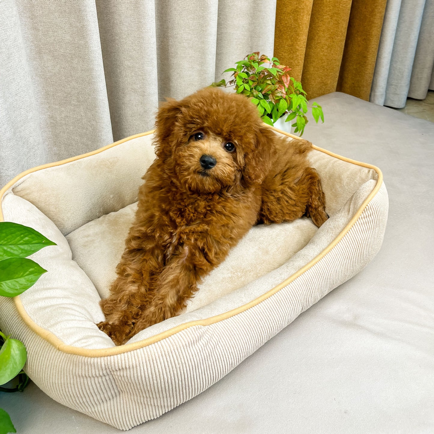 Gemütliches Corduroy-Hundebett