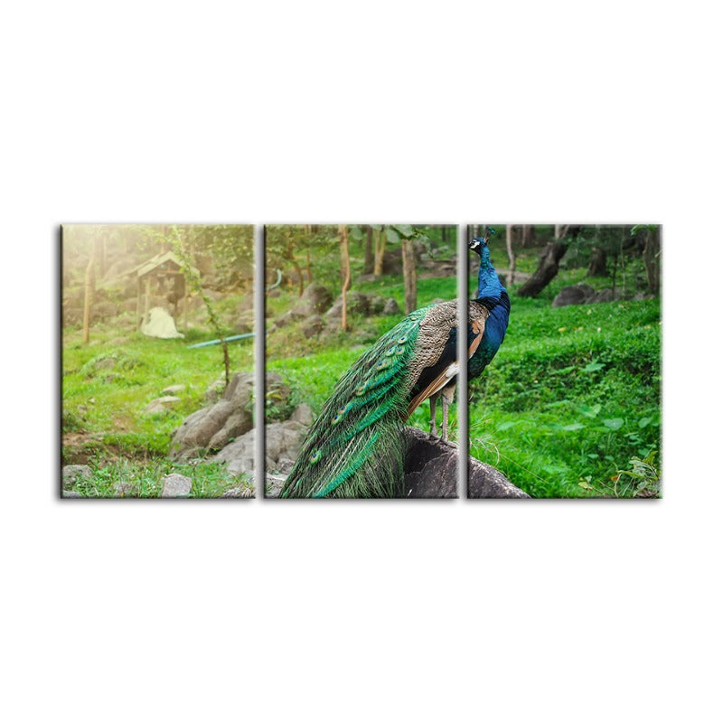 Würdevolles Sonnendurchflutetes Pfau-Leinwand Wandkunst Gemälde 3 Stück