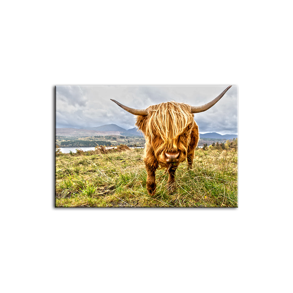 Niedliche Wildkuh – Leinwandbild