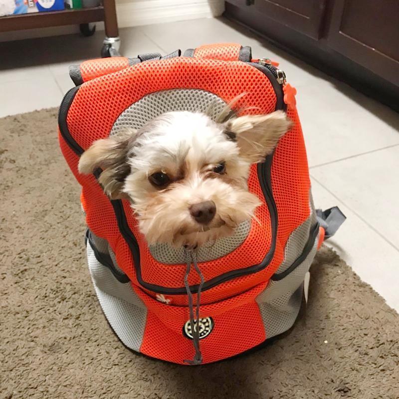 Brehn | Rucksack für Hunde/Katzen