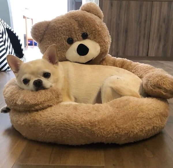 Brehn | CozyPaws Ultimativer Haustierkomfort