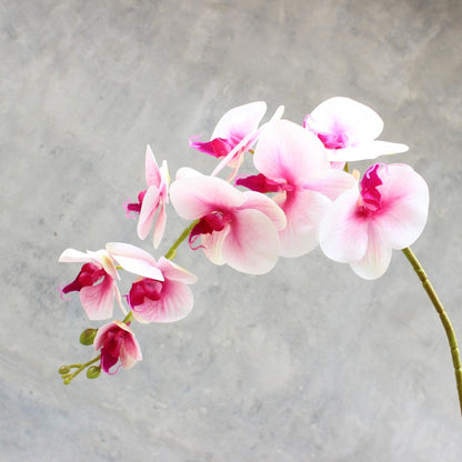 Dekorativer blühender Orchideenstiel