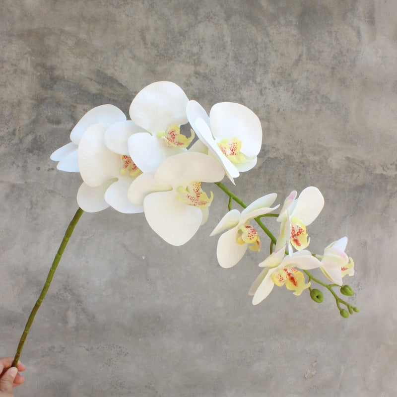 Dekorativer blühender Orchideenstiel
