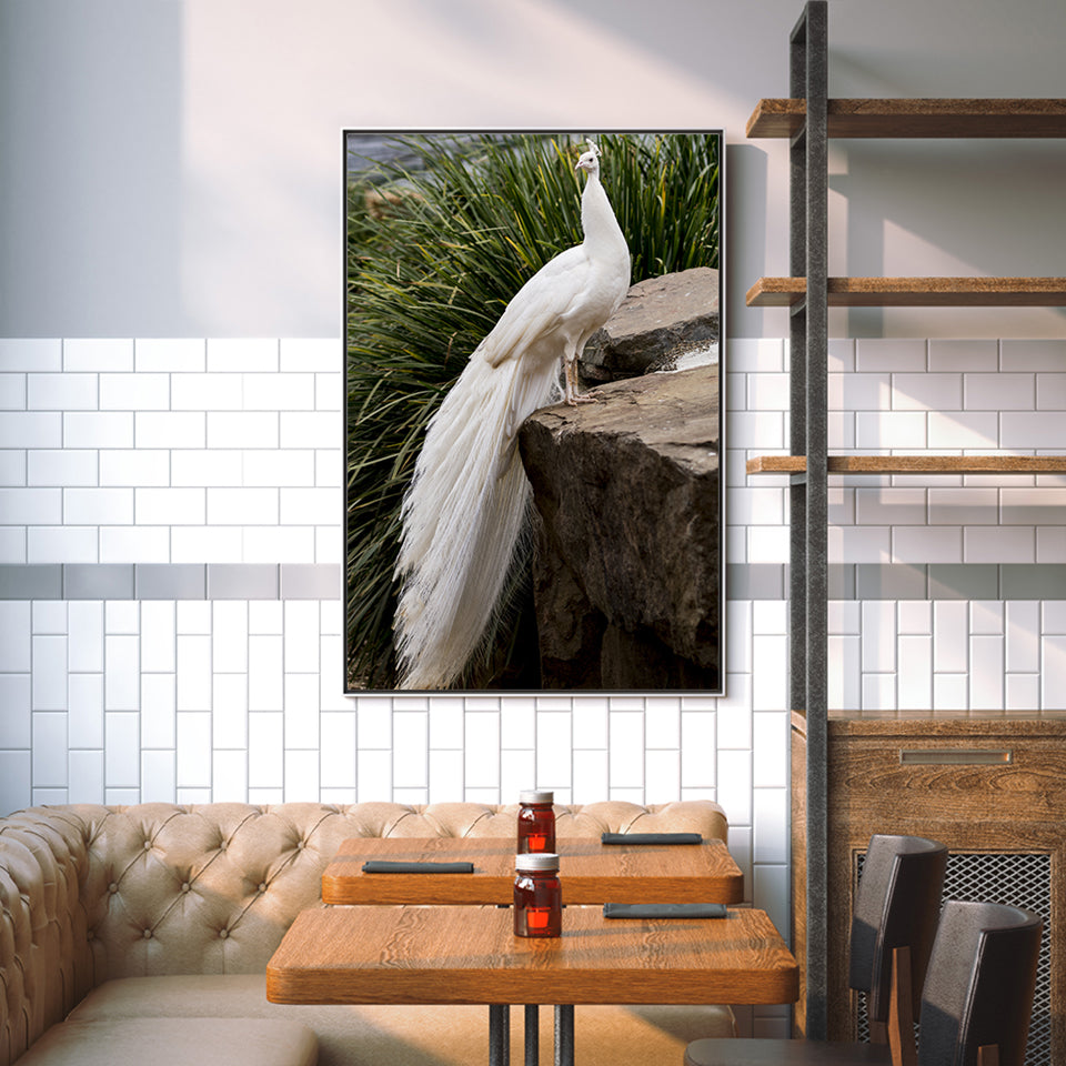 Königlicher Albino-Pfau – Leinwandbild