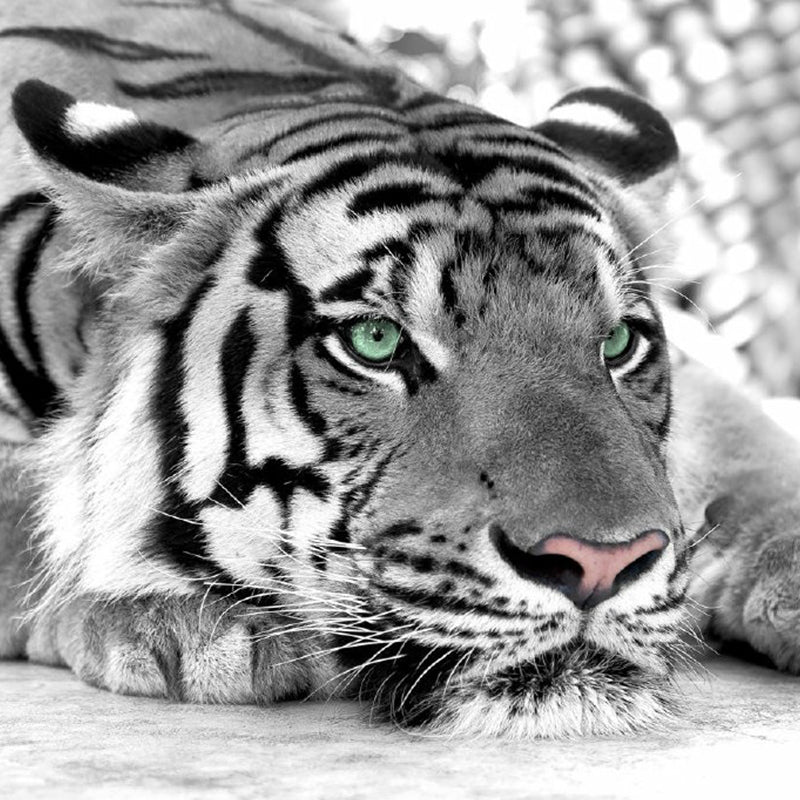 Brehn | Benutzerdefinierter Fotodruck Moderne Wandbilder Tapete mit Tiger Muster in Schwarz und Weiß