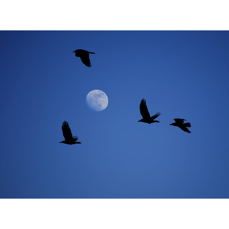 Brehn | Maßgeschneiderte Fotografie Moderne Wandtapete mit Adler und Mond auf Himmel Muster, Blau-Schwarz
