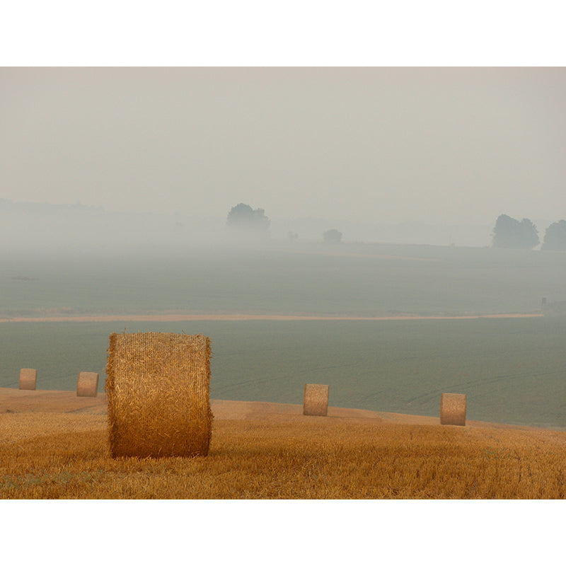 Brehn | Modern wheat field wall sticker light color stain-resistant wall decoration for the living room