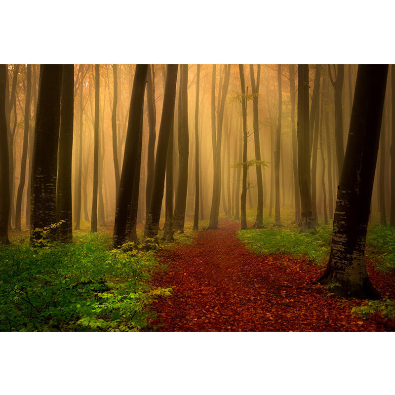 Brehn | Hedendaagse Mistige Bos Muurdecal Pastel Kleur Natuurlijke Landschap Muurcovering