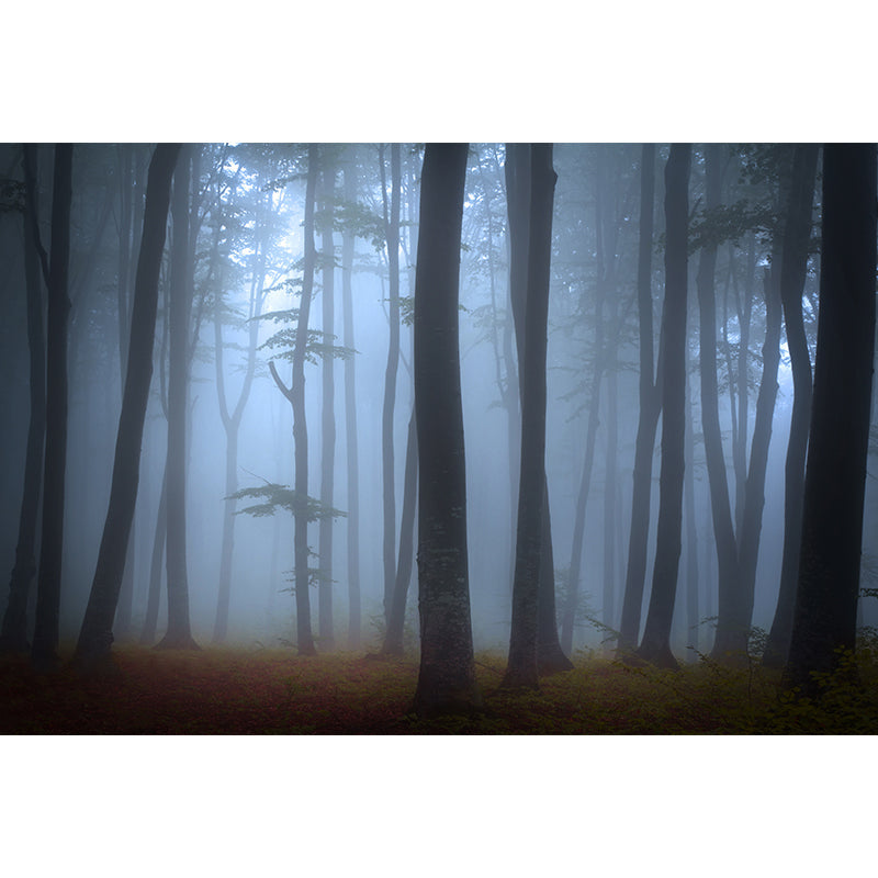 Brehn | Hedendaagse Mistige Bos Muurdecal Pastel Kleur Natuurlijke Landschap Muurcovering