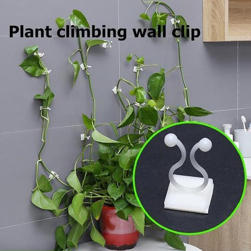 Wandclip für Kletterpflanzen (30 Stück) | Brehn