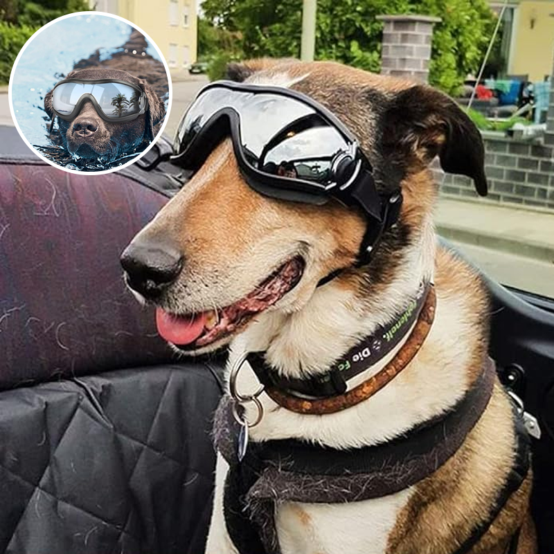 Outdoor-Schutzbrille für Hunde