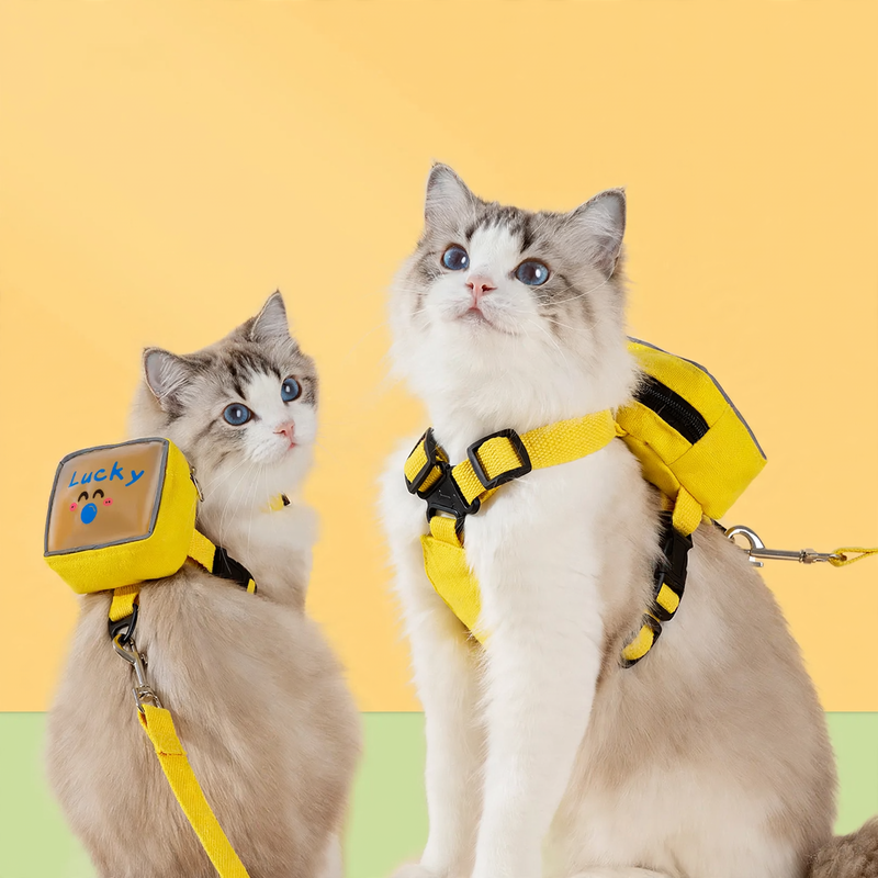Brustgeschirr mit transparentem Rucksack für Katzen