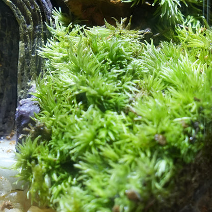 Miniatur-Garten im Glas, handgefertigt