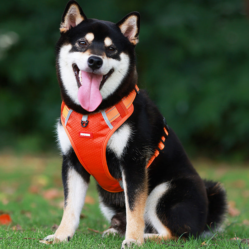 Reflektierender Hunde-Brustgurt | Brehn