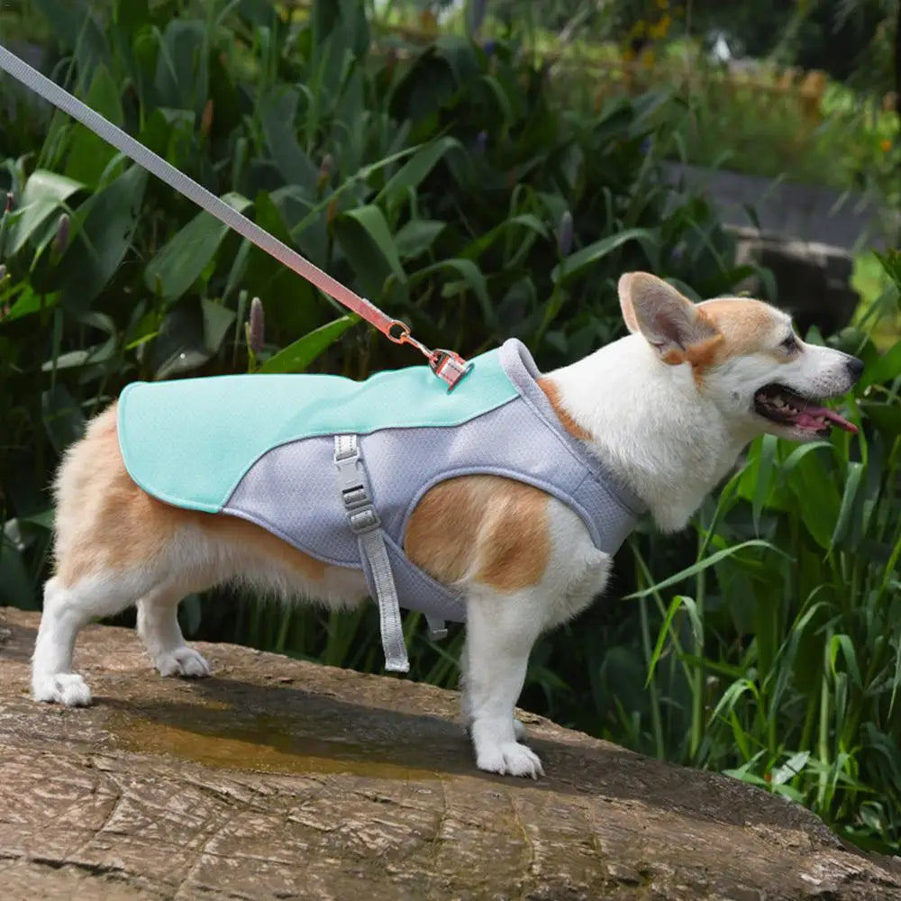 Hundekühlweste für Outdoor-Aktivitäten | Brehn