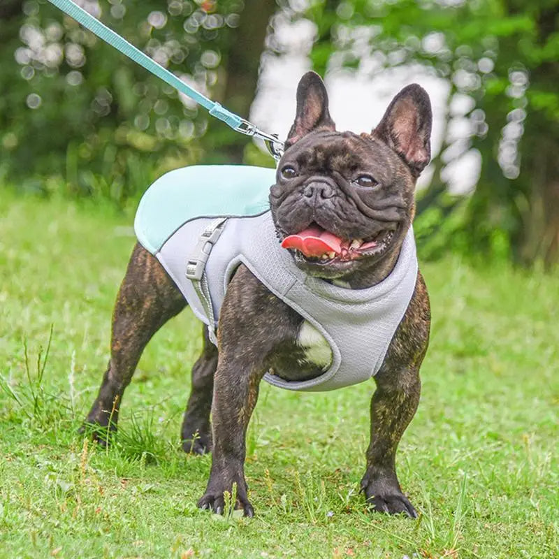 Hundekühlweste für Outdoor-Aktivitäten | Brehn