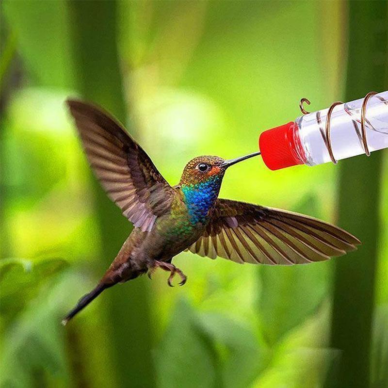 Brehn | Fensternektar - Sehen Sie die Vögel aus der Nähe - Wunder garantiert