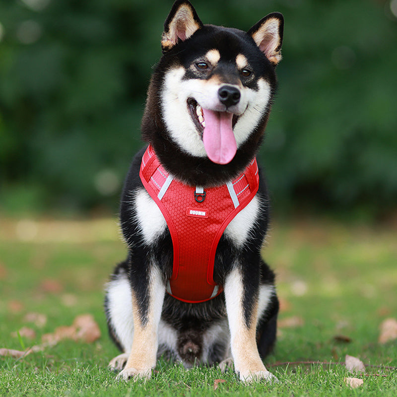 Reflektierender Hunde-Brustgurt | Brehn