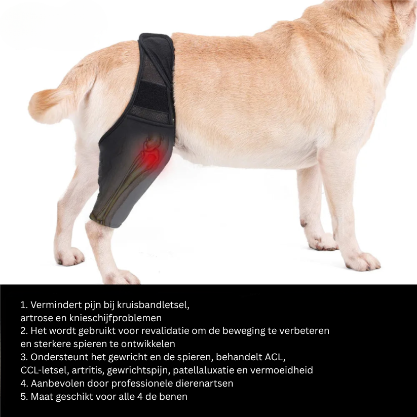Brehn | PootVitaal Kniebandagen für Hunde – Unterstützung bei Gelenkschmerzen und Rehabilitation