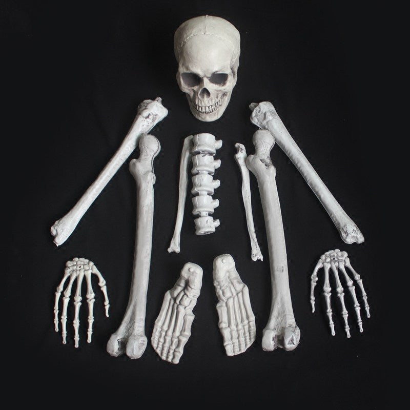 Anatomisches Skelettmodell