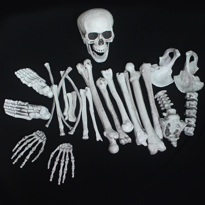 Anatomisches Skelettmodell