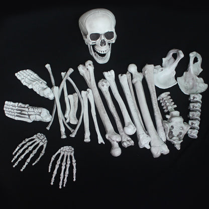 Anatomisches Skelettmodell