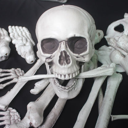 Anatomisches Skelettmodell