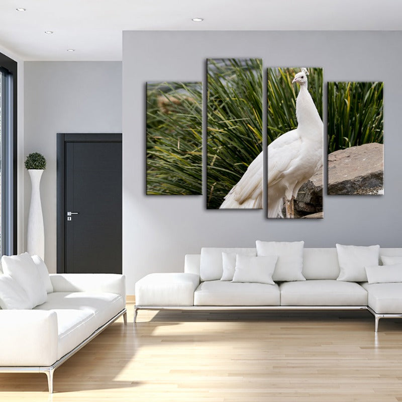 4 Stück Regal Albino Pfau - Leinwand Wandkunst Gemälde