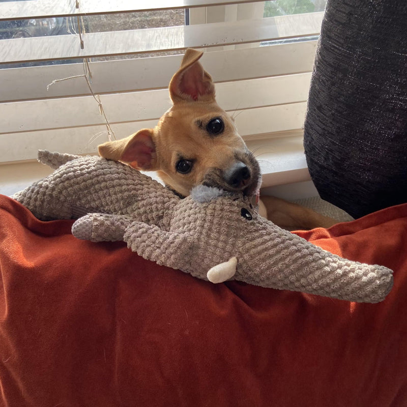 Extra starkes Hundespielzeug - Maximus