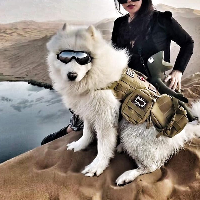 Outdoor-Schutzbrille für Hunde