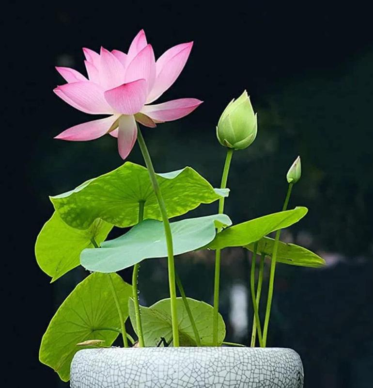 LotusWaters – Bonsai Wasser Garten Samen für Teich und Balkon | Brehn