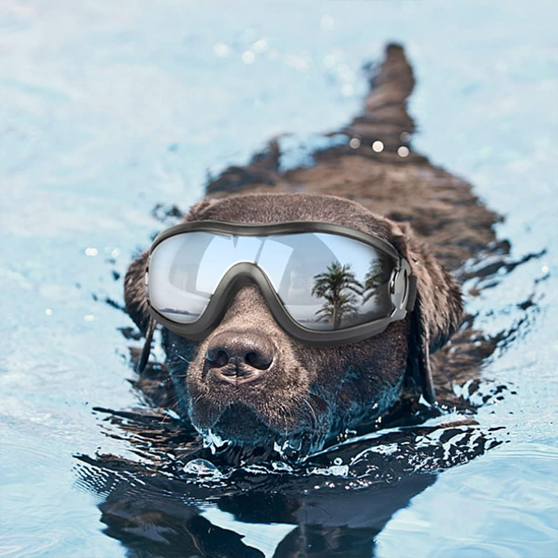 Outdoor-Schutzbrille für Hunde