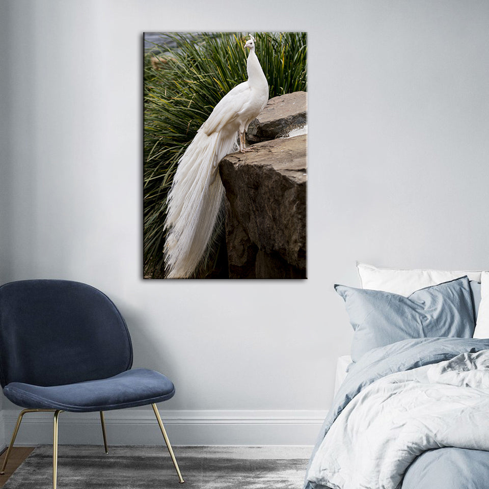 Königlicher Albino-Pfau – Leinwandbild