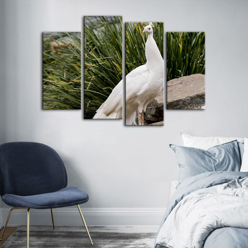 4 Stück Regal Albino Pfau - Leinwand Wandkunst Gemälde