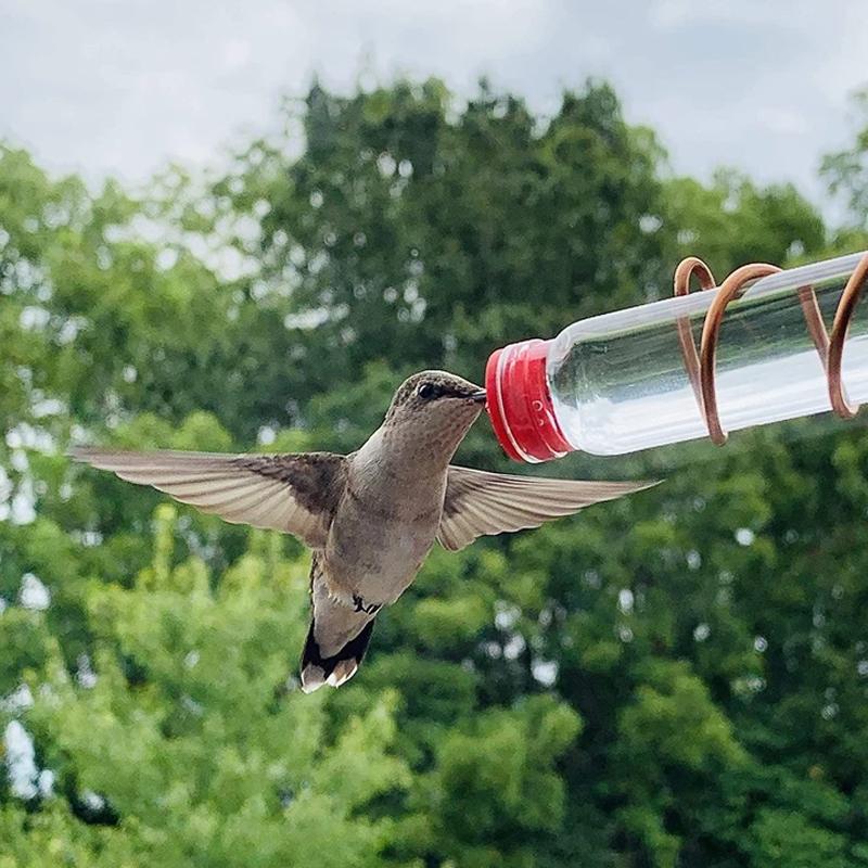 Brehn | Fensternektar - Sehen Sie die Vögel aus der Nähe - Wunder garantiert