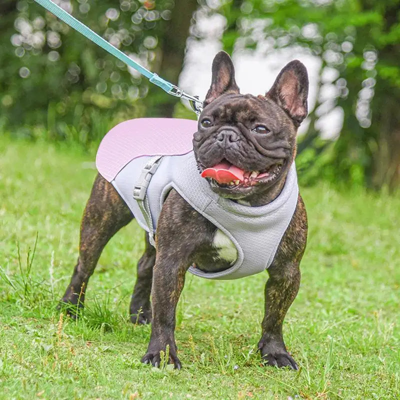 Hundekühlweste für Outdoor-Aktivitäten | Brehn