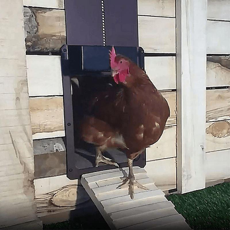 Brehn | Geflügelfarm Automatische Hühnerhaustür