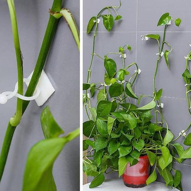 Wandclip für Kletterpflanzen (30 Stück) | Brehn