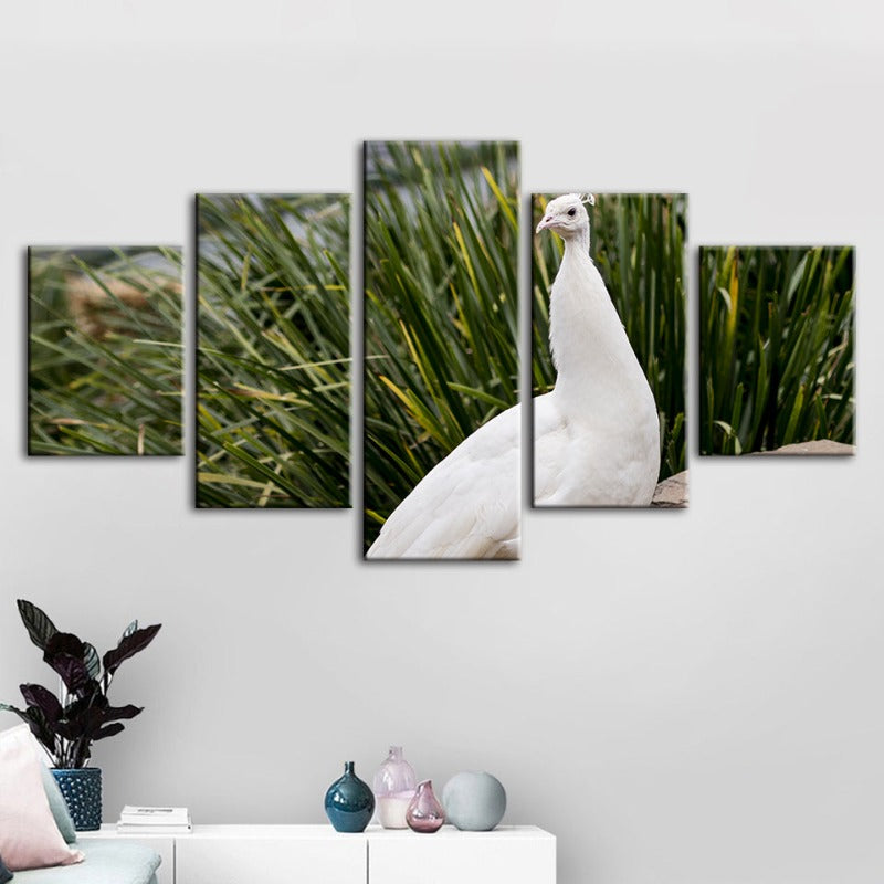 5-teilige königliche albino Pfau - Leinwand Wandkunst Gemälde