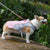 Hundekühlweste für Outdoor-Aktivitäten | Brehn