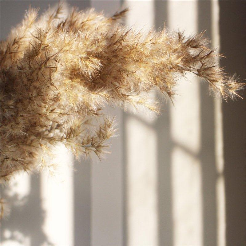 60 cm natürlich, echt, braun-beige getrockneter Pampasgrasstrauß │ flauschige Feder für moderne Boho-Haushaltsdekoration