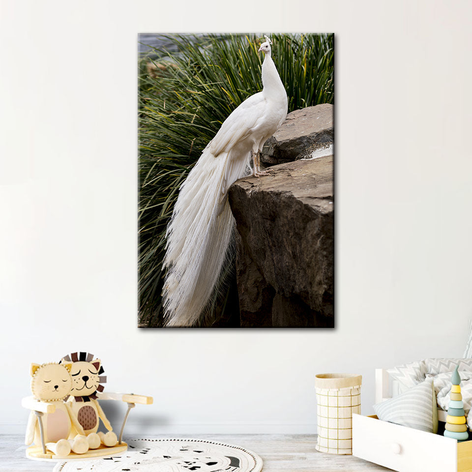 Königlicher Albino-Pfau – Leinwandbild