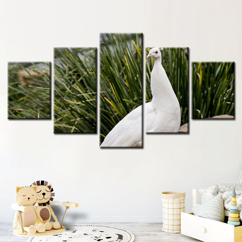 5-teilige königliche albino Pfau - Leinwand Wandkunst Gemälde