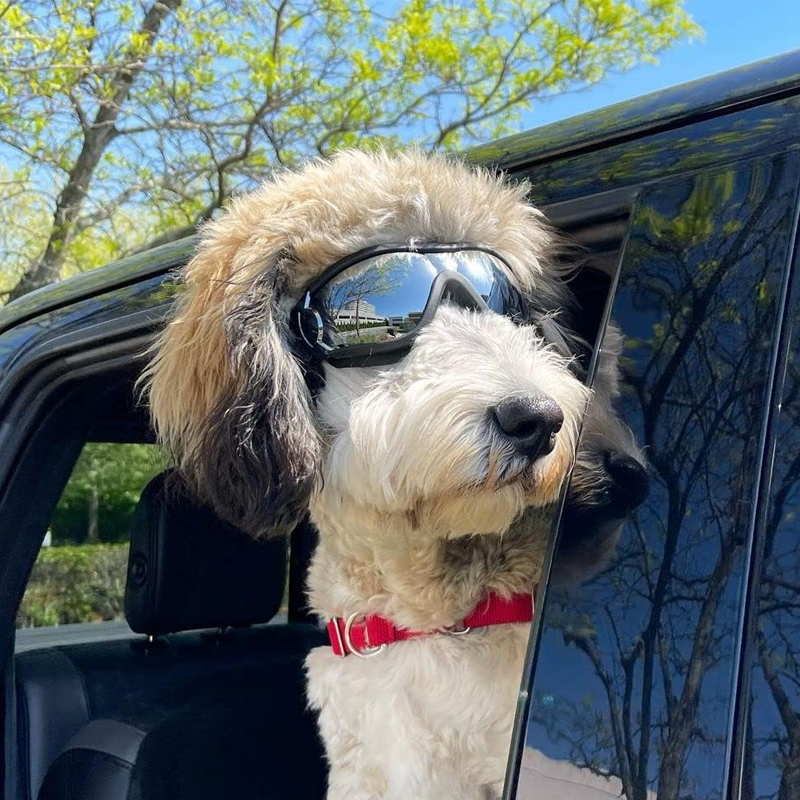 Outdoor-Schutzbrille für Hunde